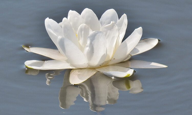 Lotus op het water