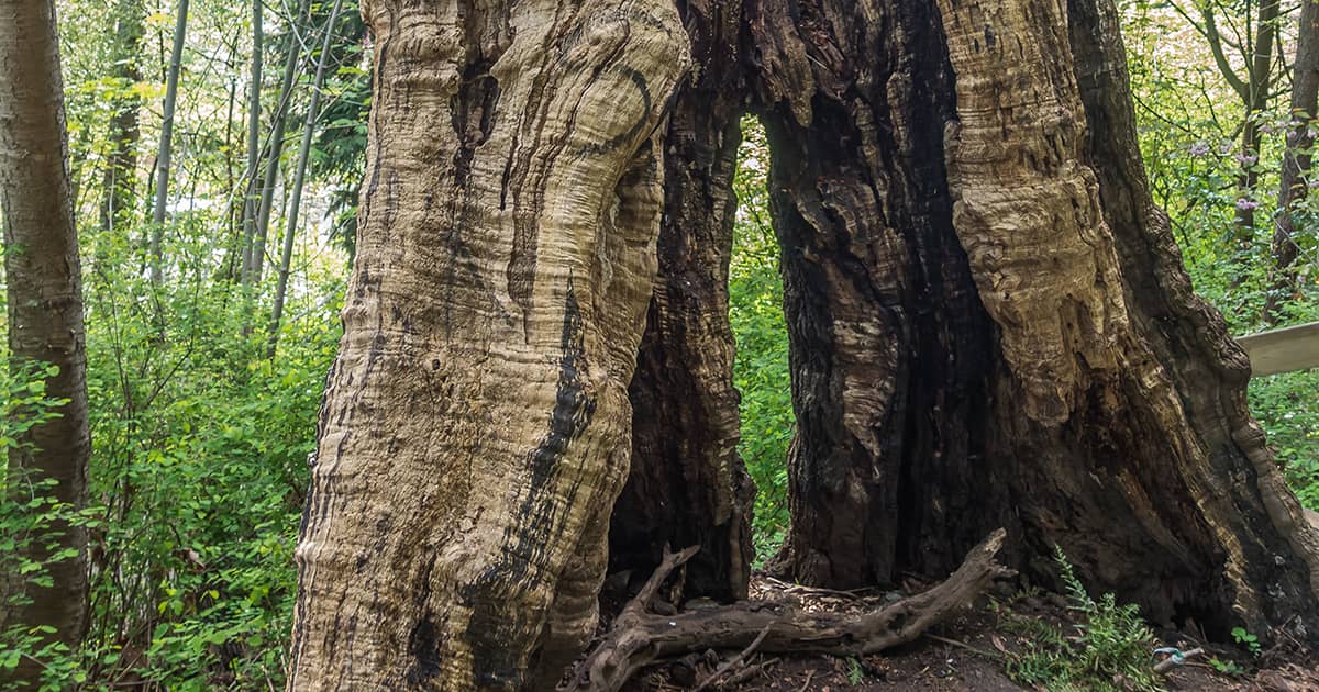 Waarden in organisaties
