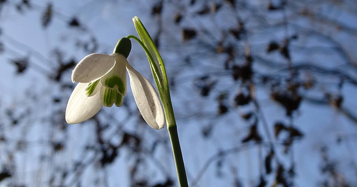 Psychologische veiligheid