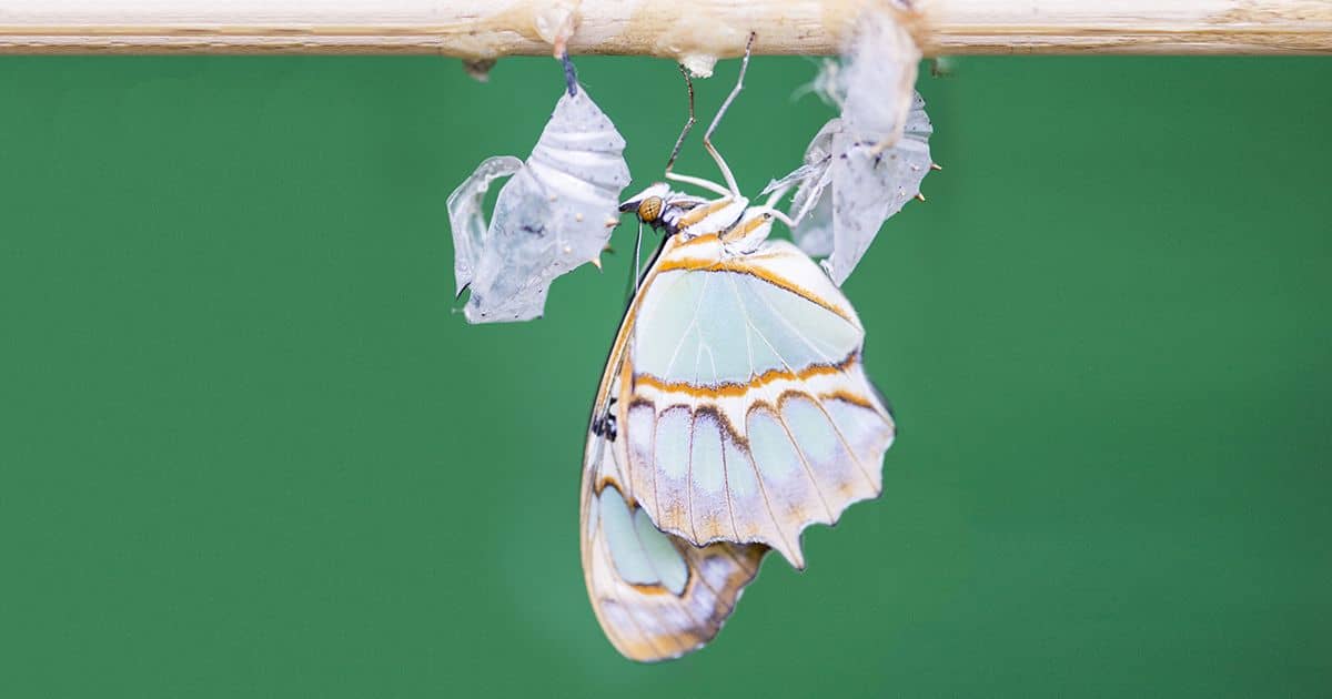 Transformatiemanagement